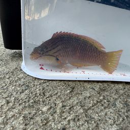 アカササノハベラ