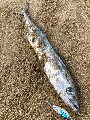 サゴシの釣果
