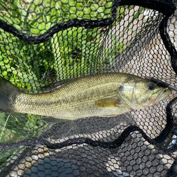 ラージマウスバス