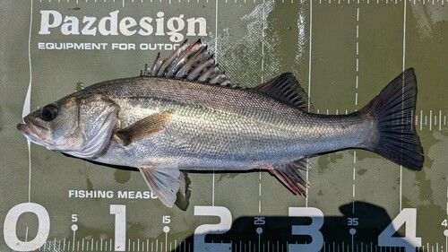 シーバスの釣果