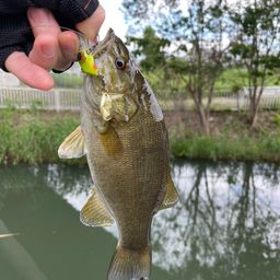 スモールマウスバス