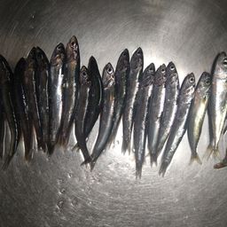 カタクチイワシ