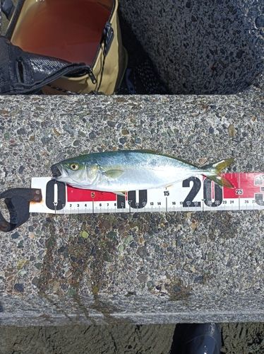 ワカシの釣果