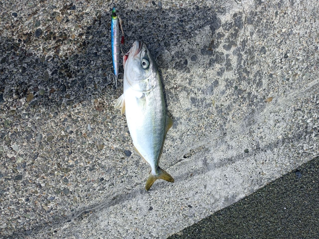 ワカシ
