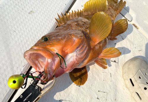 アコウの釣果