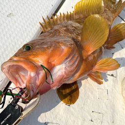 アコウ