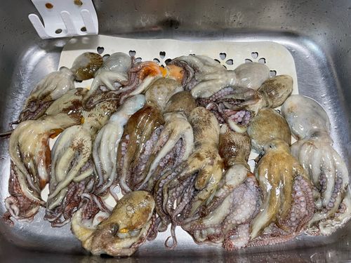 タコの釣果
