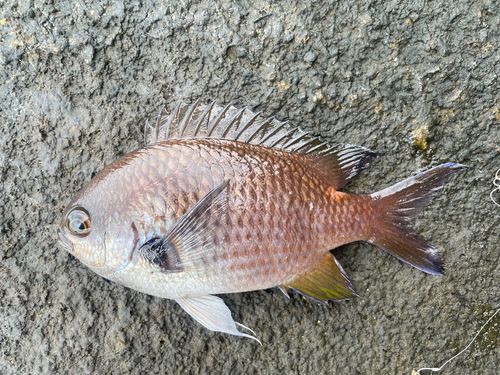 スズメダイの釣果