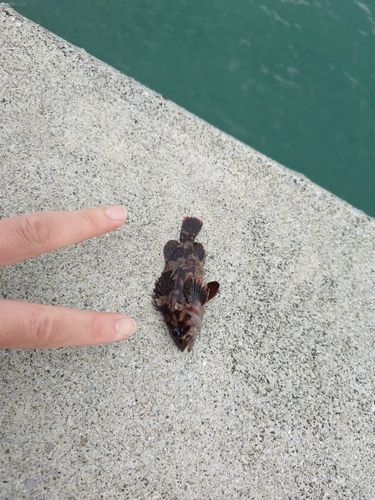 ムラソイ