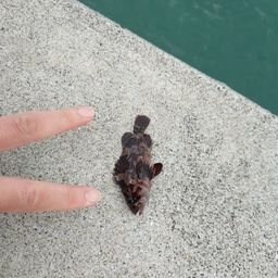 ムラソイ