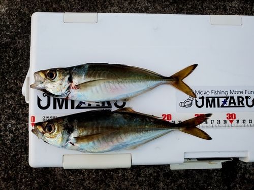 釣果
