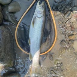 アメマス