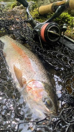 ニジマスの釣果