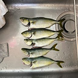 ワカシ