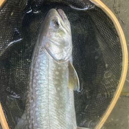 アメマス
