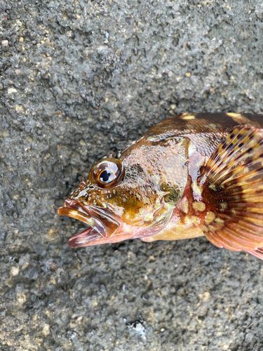 カサゴの釣果