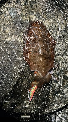 モンゴウイカの釣果