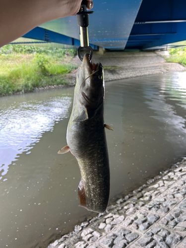ニホンナマズの釣果
