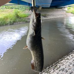 ニホンナマズ