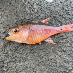 クロホシイシモチ