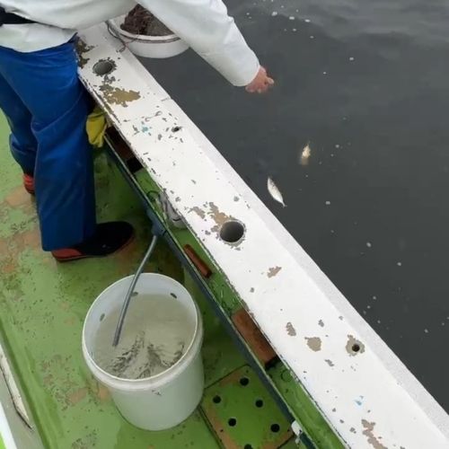 アジの釣果