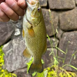 スモールマウスバス