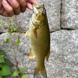 スモールマウスバス