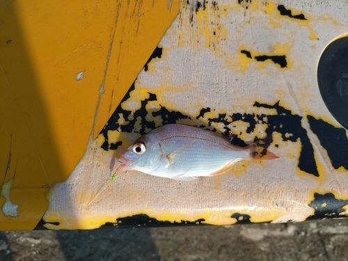 チャリコの釣果