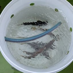 アジ