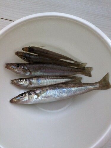 シロギスの釣果