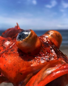 ウッカリカサゴの釣果