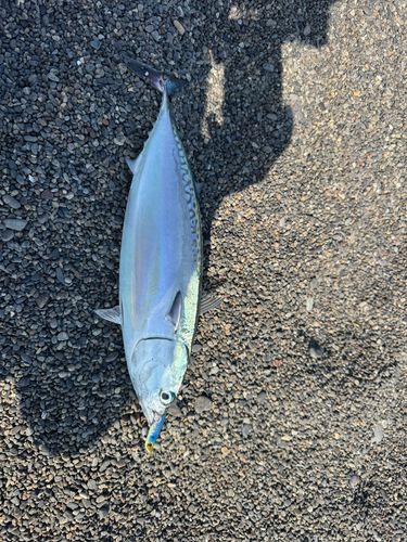 ヒラソウダの釣果