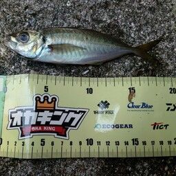 アジ