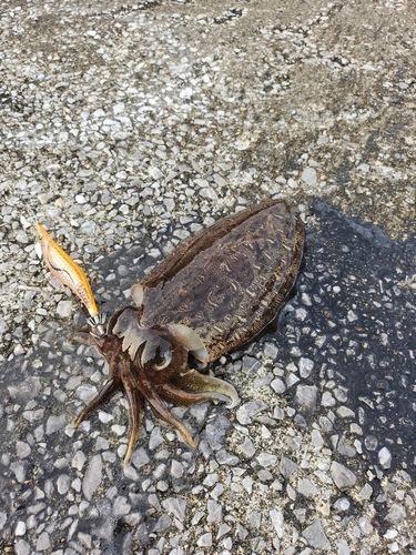コウイカの釣果