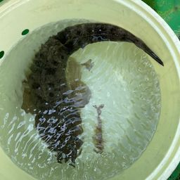 マゴチ