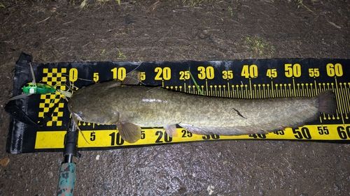 ナマズの釣果