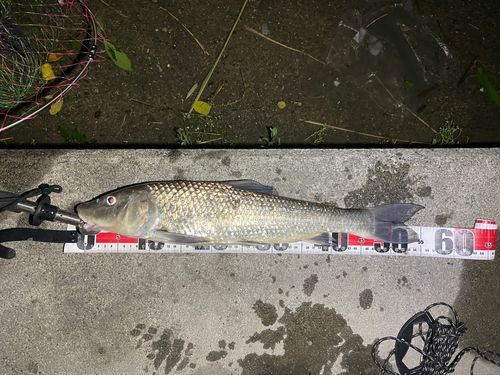 コイの釣果