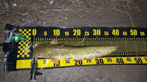 ナマズの釣果