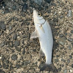 セイゴ（ヒラスズキ）