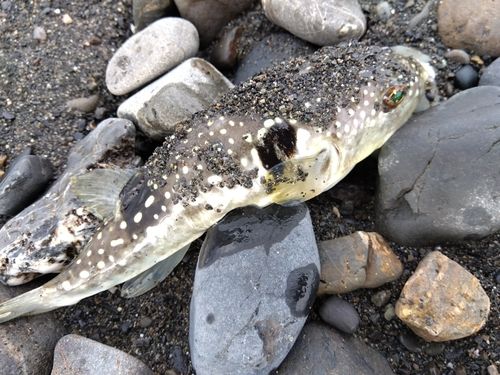 クサフグの釣果