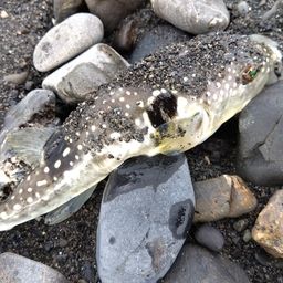 クサフグ