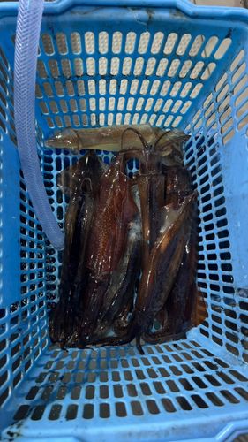 ケンサキイカの釣果