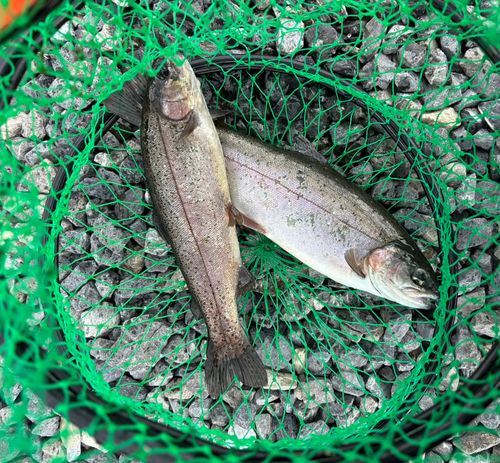 ニジマスの釣果
