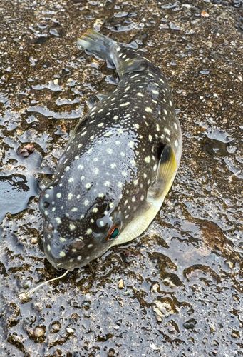 クサフグの釣果