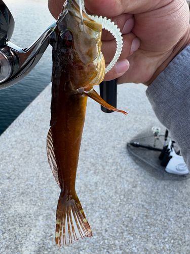 ハゼの釣果