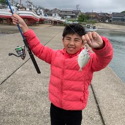 ヒイラギ