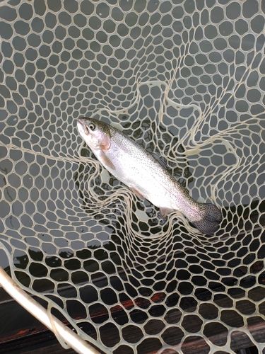 ニジマスの釣果