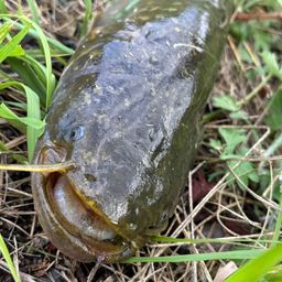 ナマズ