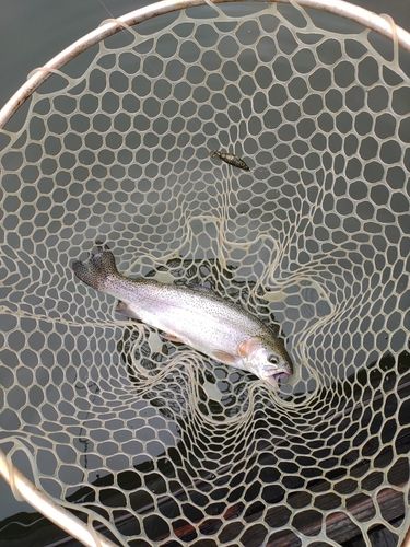 ニジマスの釣果