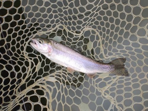 ニジマスの釣果